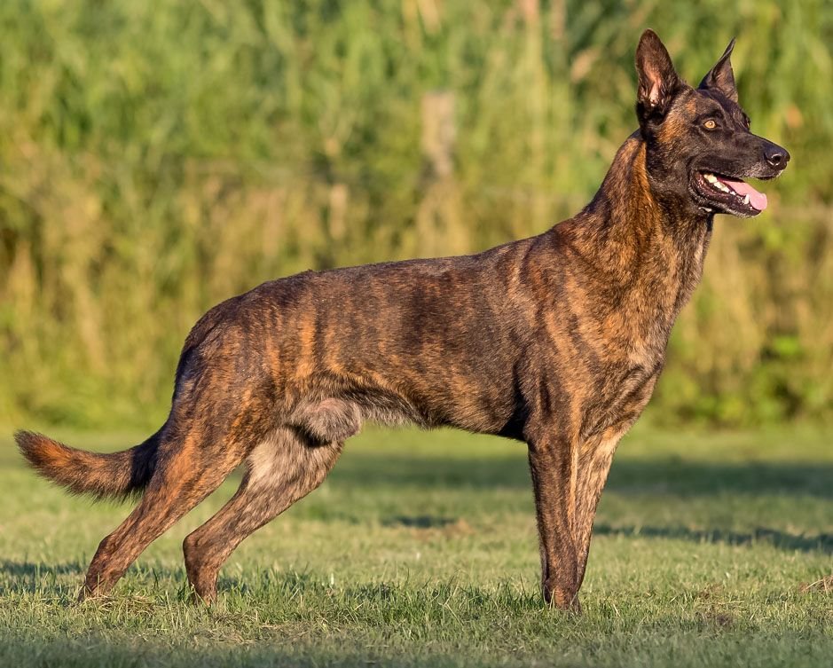 Dog Breed Dutch Shepherd